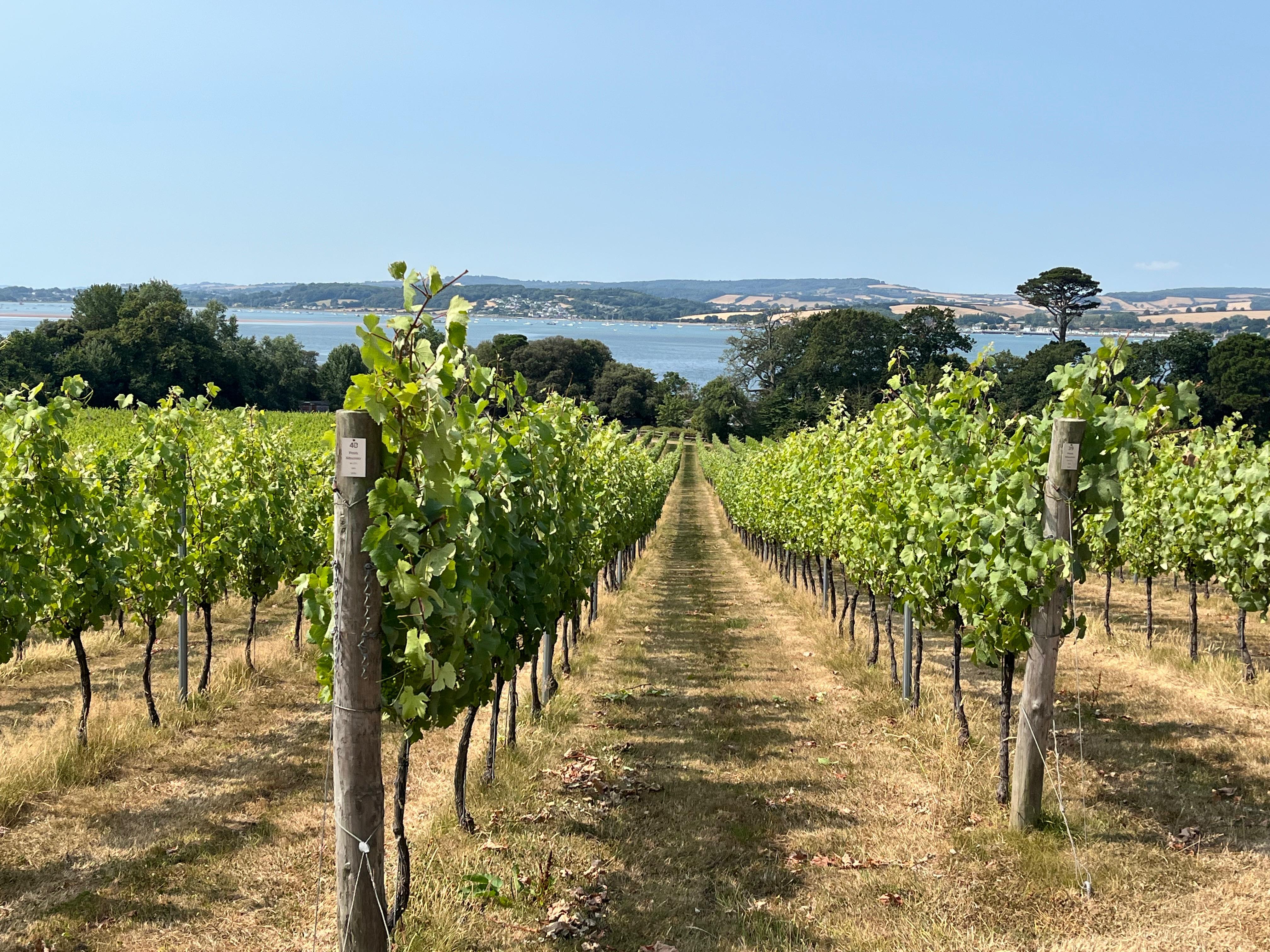 Vineyard