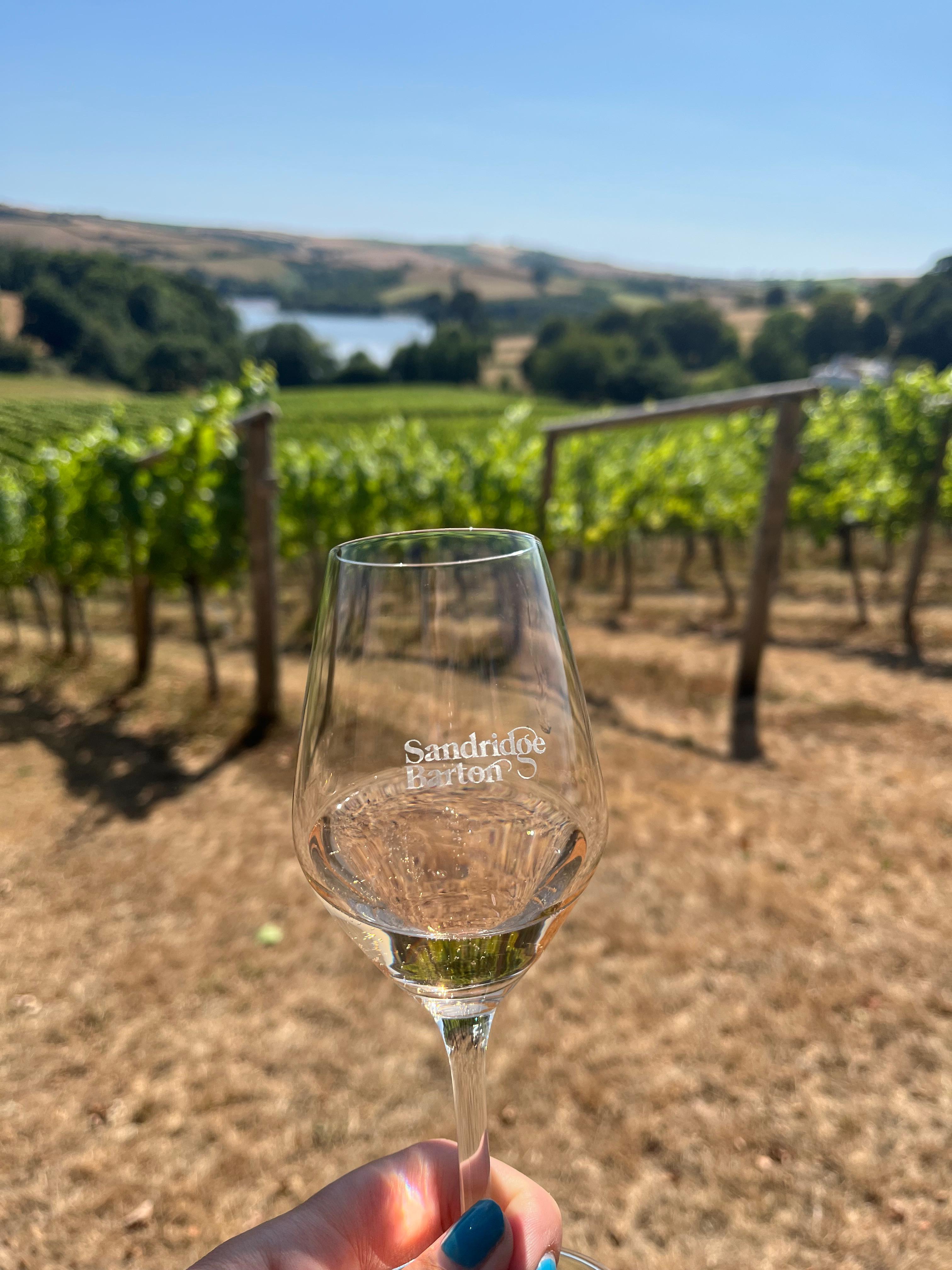 Wine Glass in Vineyard
