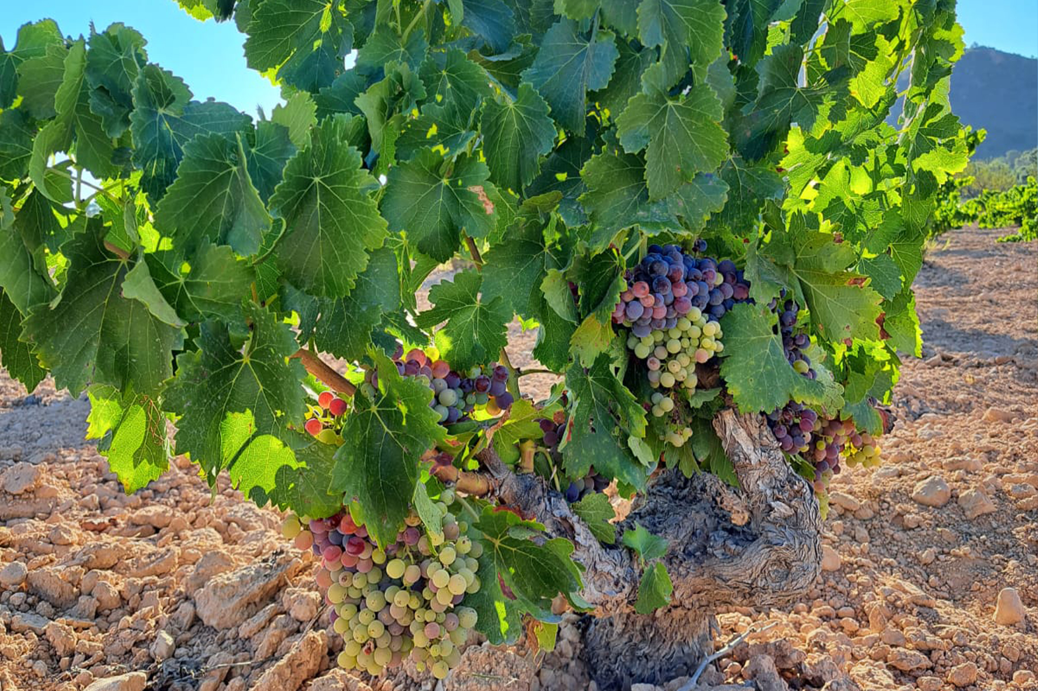 Grapes maturing on old vine