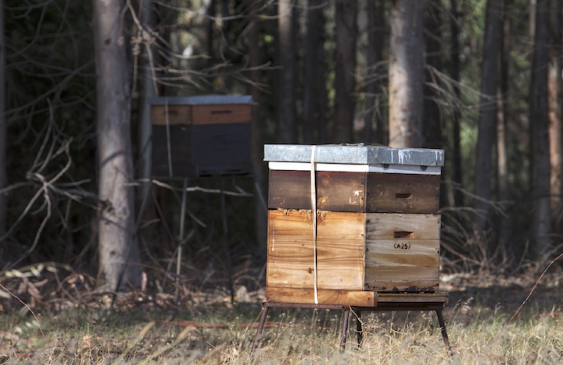 bee hive Backsberg