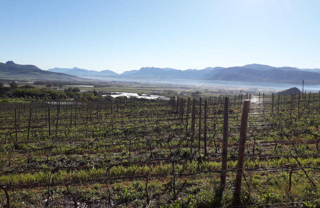 Backsberg Vineyards