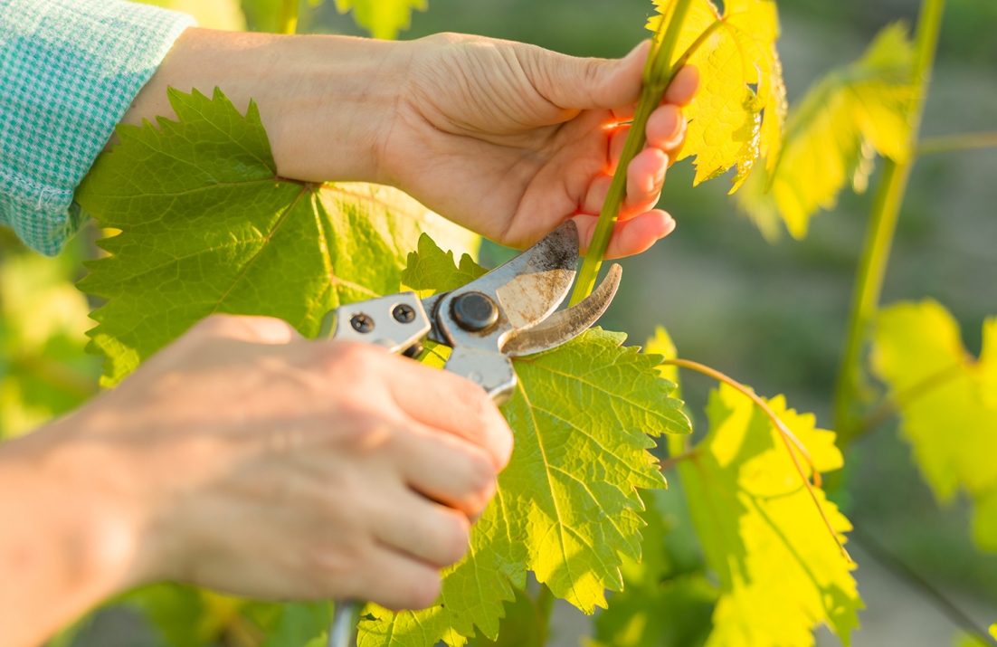 Vine cutting