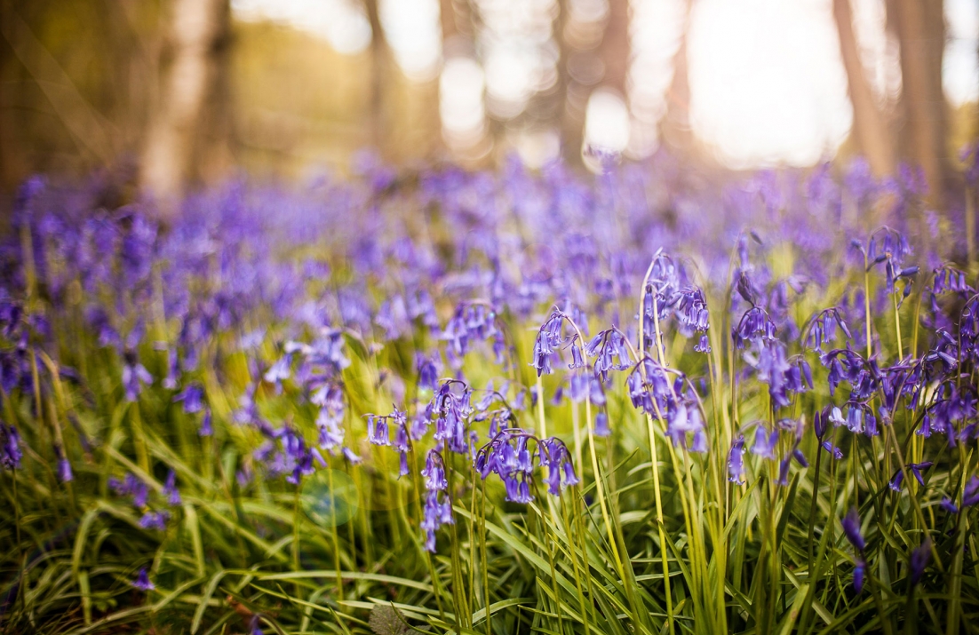 Bluebells