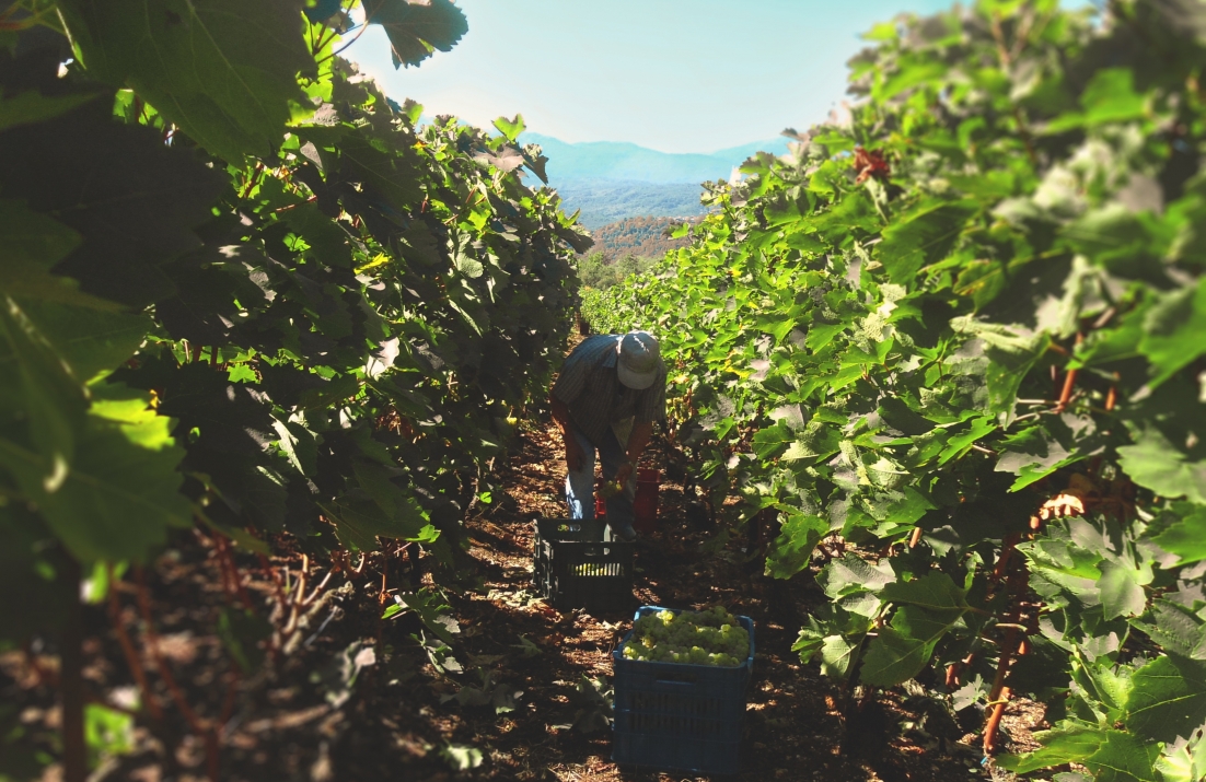 Grape Picking