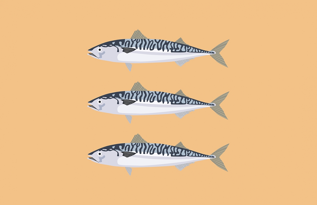 Mackerel