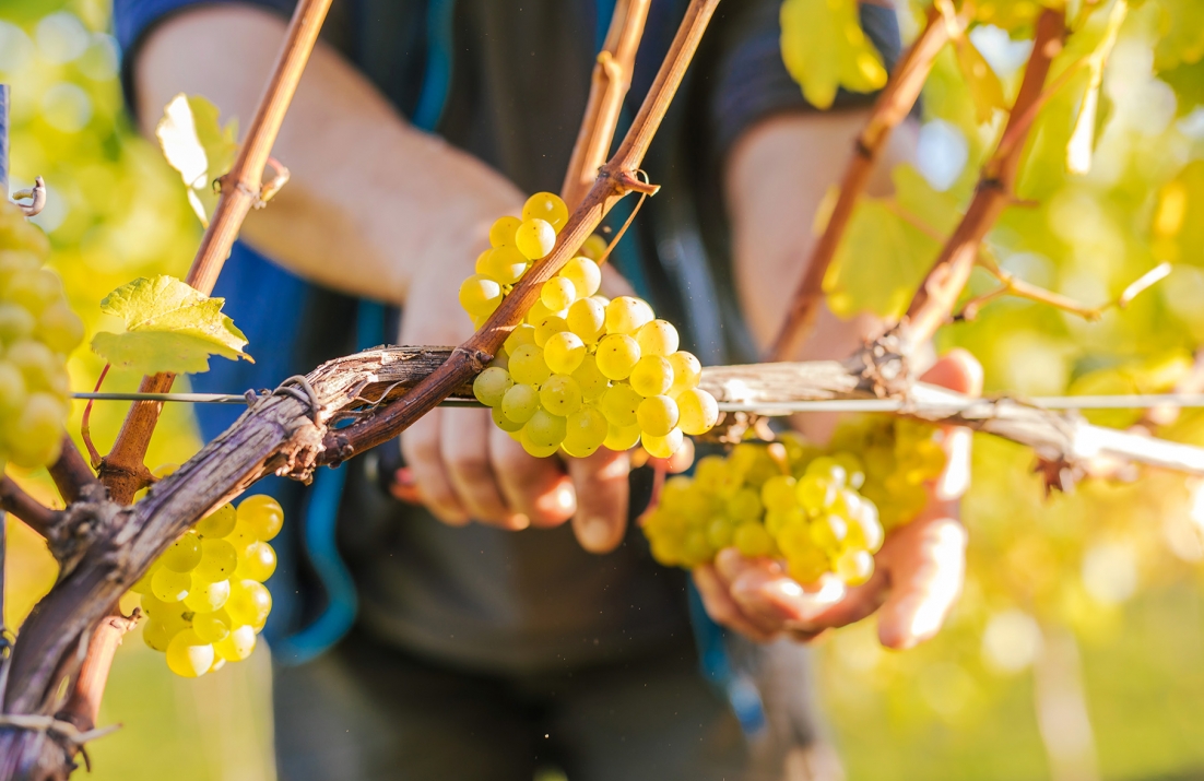 grape picking