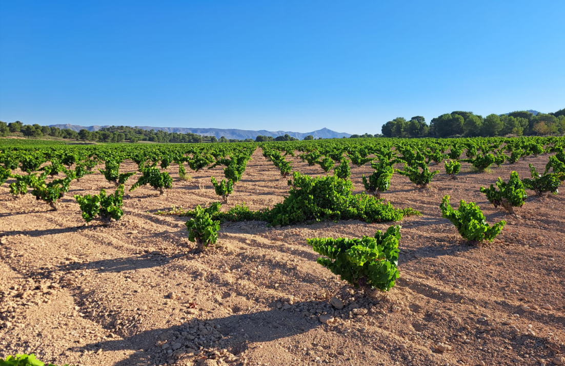 Vines in leaf against blue sky