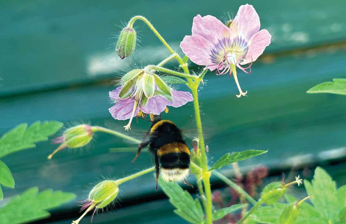 Bumblebee on geranium flower