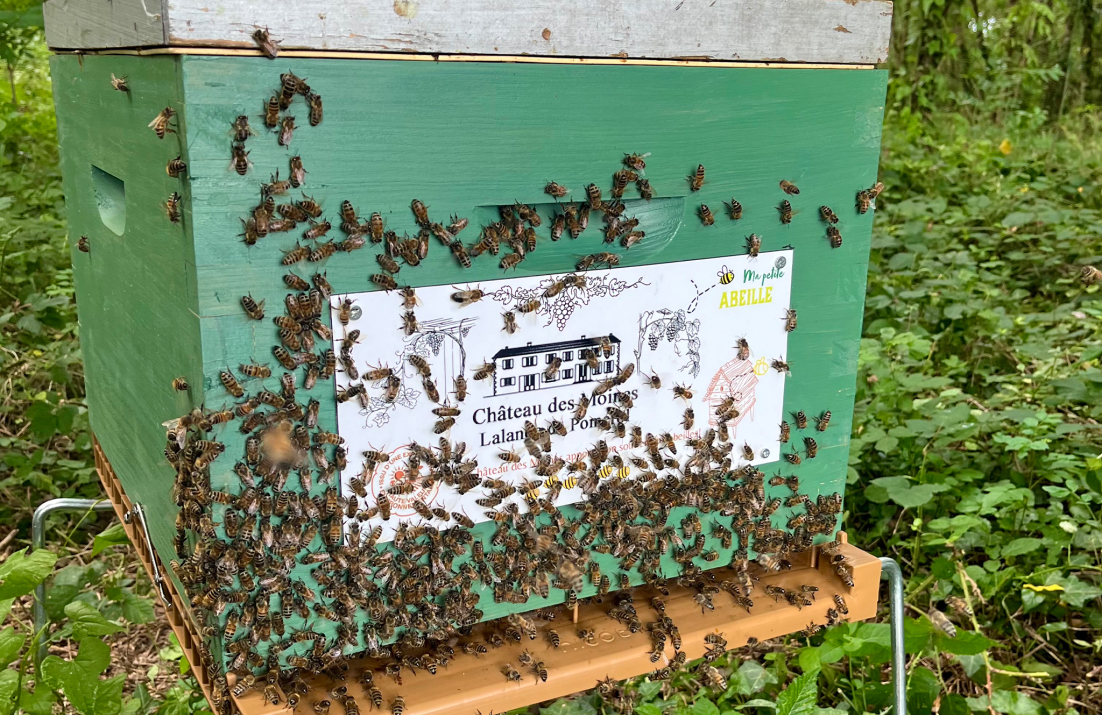 Bees swarming over hive