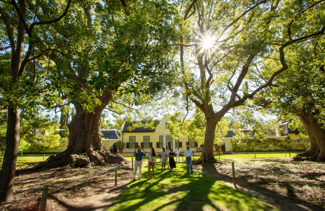 Vergelegen homestead behind mature trees in sunlight