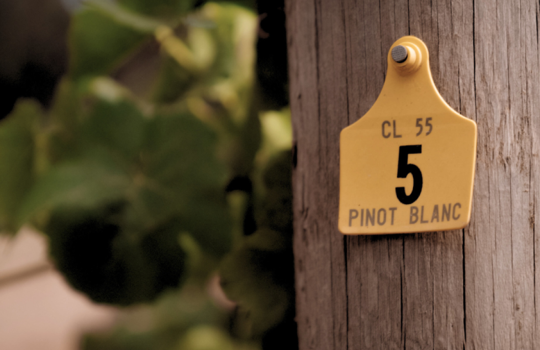 Pinot Blanc