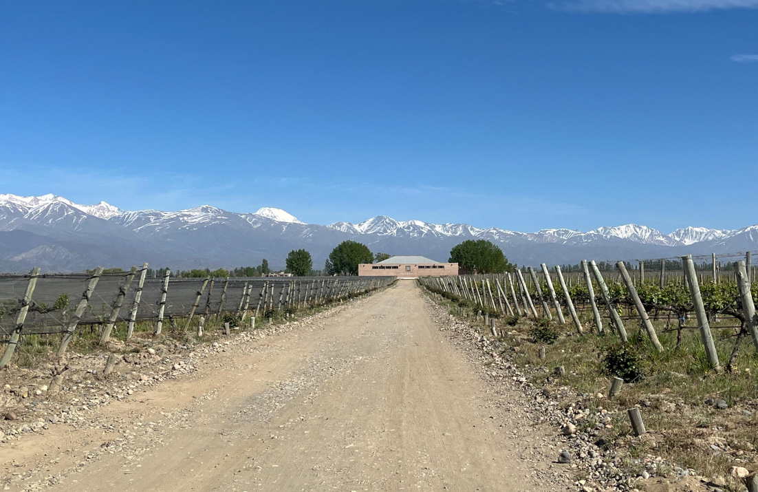 Vineyard
