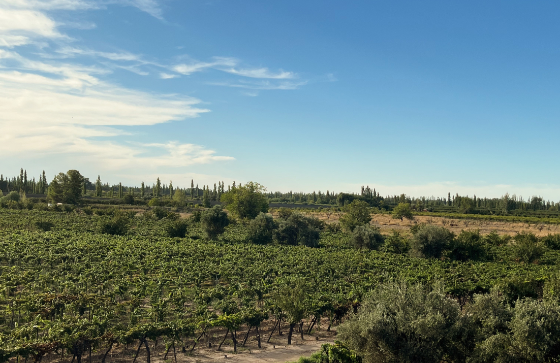 Vineyards at Vina Alta