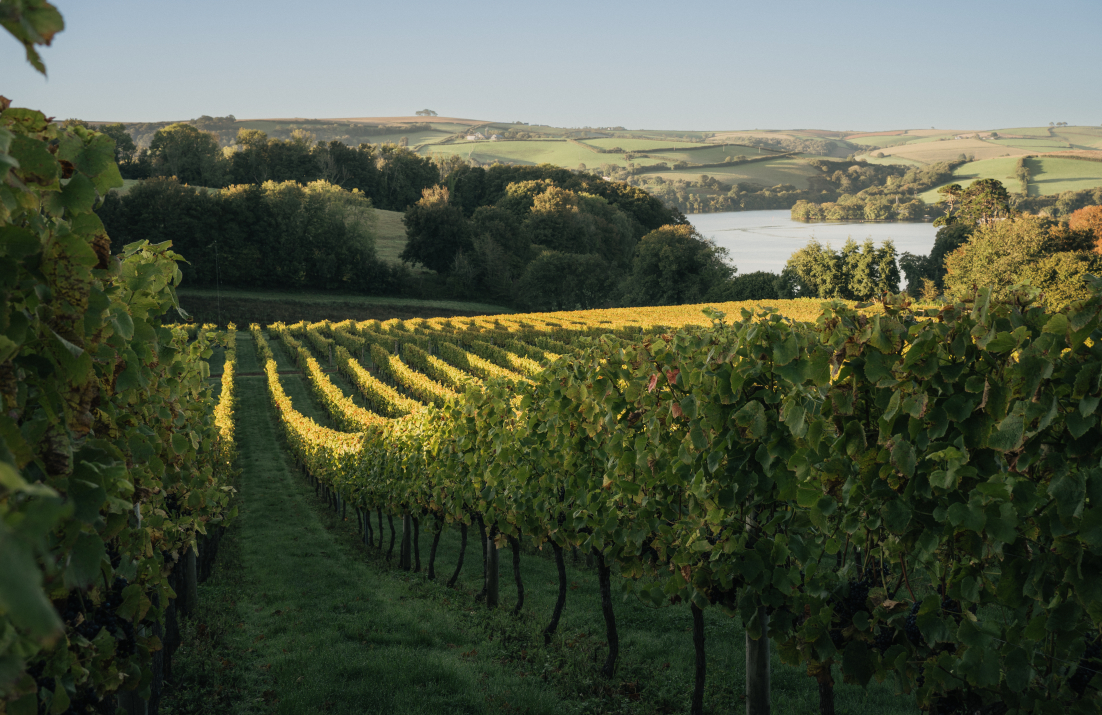 Sandridge Barton Vineyards