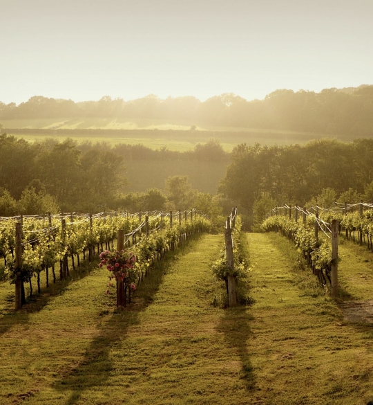 Bluebell vineyard