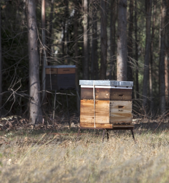bee hive Backsberg