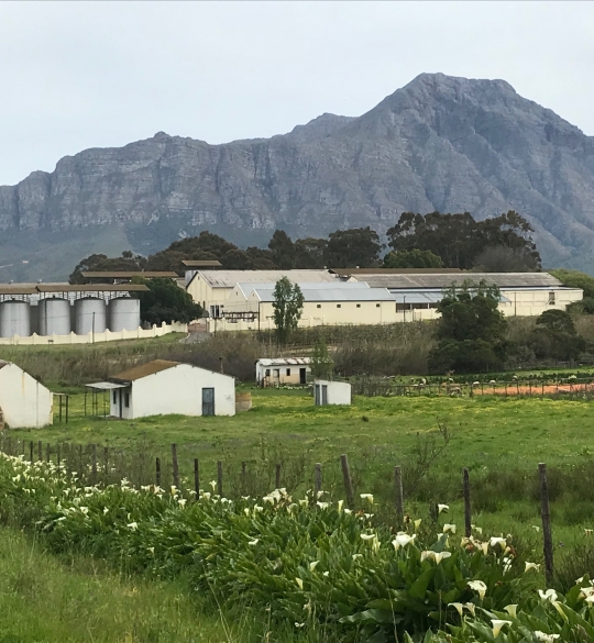 Tulbagh winery
