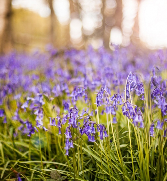 Bluebells