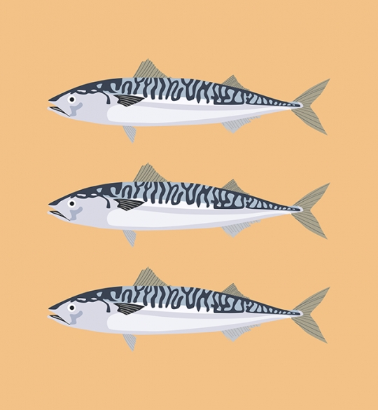 Mackerel