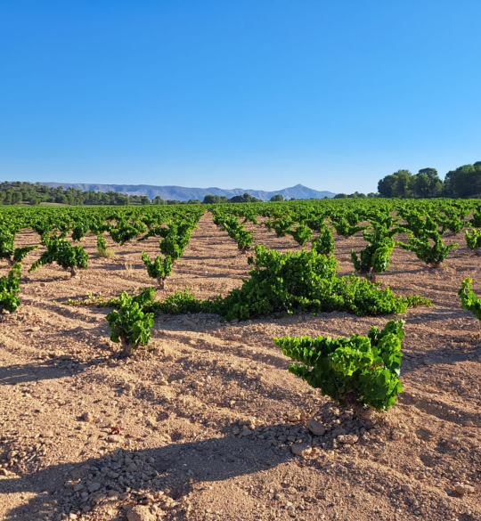 Vines in leaf against blue sky
