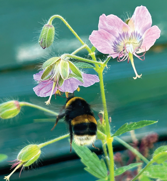 Bumblebee on geranium flower