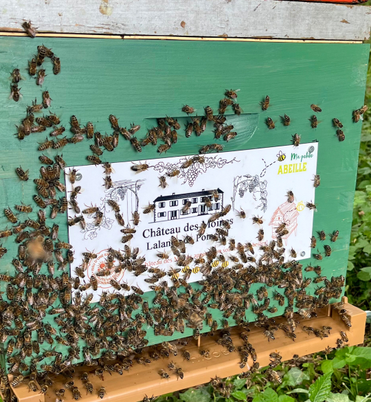 Bees swarming over hive