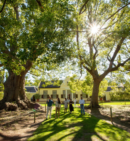 Vergelegen homestead behind mature trees in sunlight