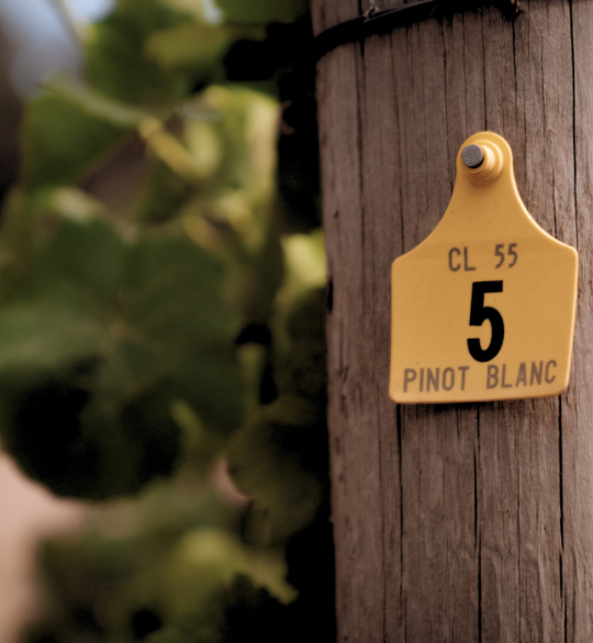 Pinot Blanc