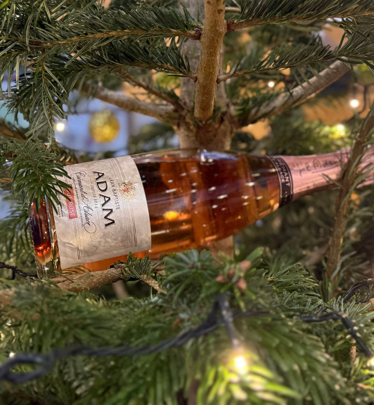Bottle of pink sparkling wine in Christmas tree