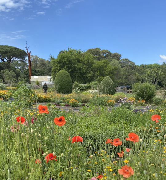 Poppies in Field
