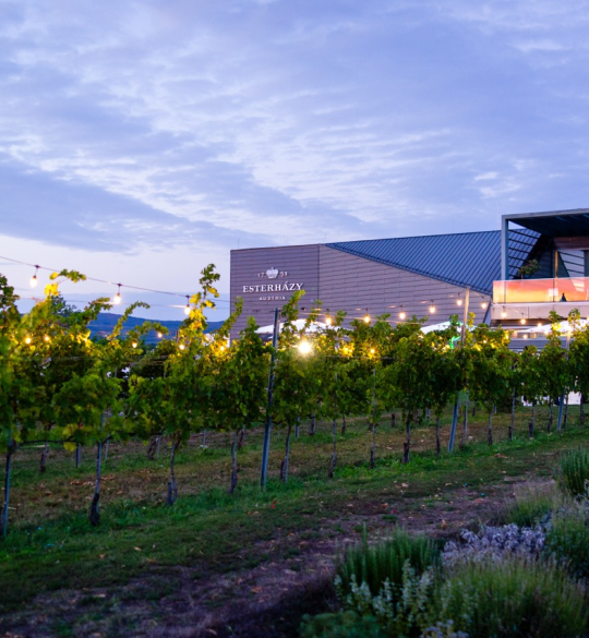 Esterhazy Winery and Vineyard