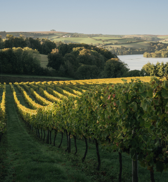 Sandridge Barton Vineyards